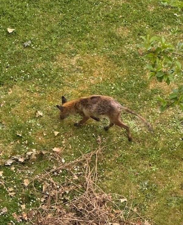 Dieser Fuchs ist in Köln-Ehrenfeld unterwegs.