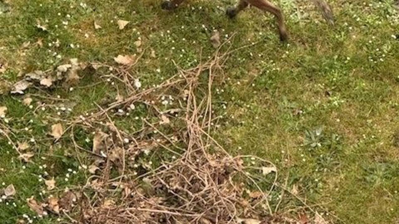 Dieser Fuchs ist in Köln-Ehrenfeld unterwegs.