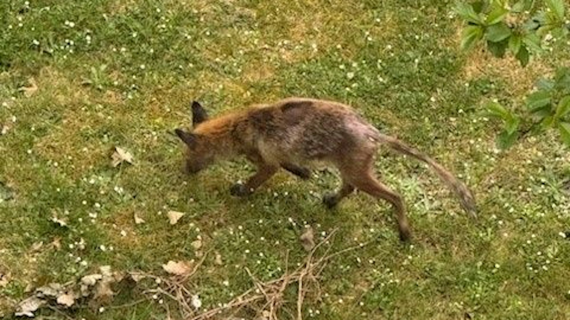Dieser Fuchs ist in Köln-Ehrenfeld unterwegs.