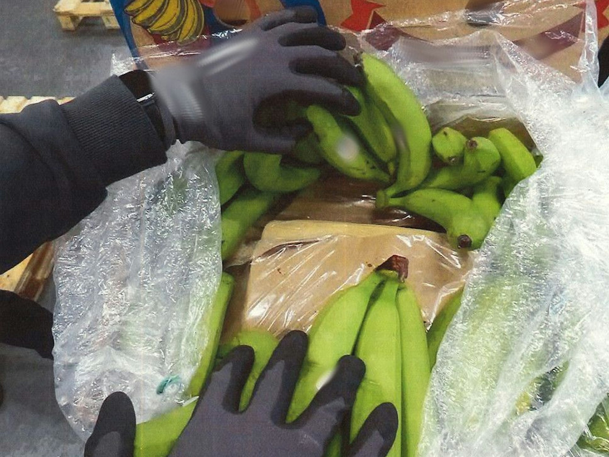 Zwischen Bananen liegen Kokain-Päckchen.