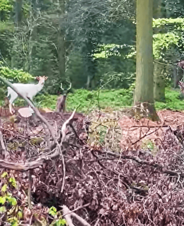 Der weiße und der schwarze Hirsch wurden jetzt von einer Spaziergängerin gesichtet.