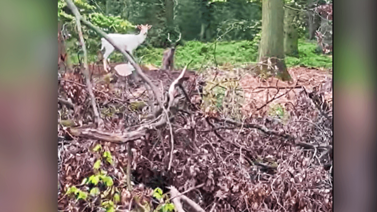 Der weiße und der schwarze Hirsch wurden jetzt von einer Spaziergängerin gesichtet.