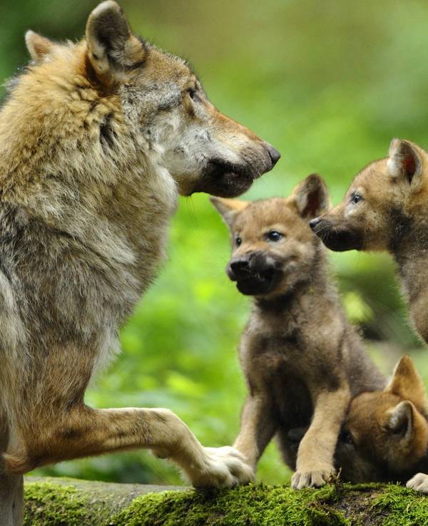 Jungwölfe mit Muttertier im Bayerischen Wald