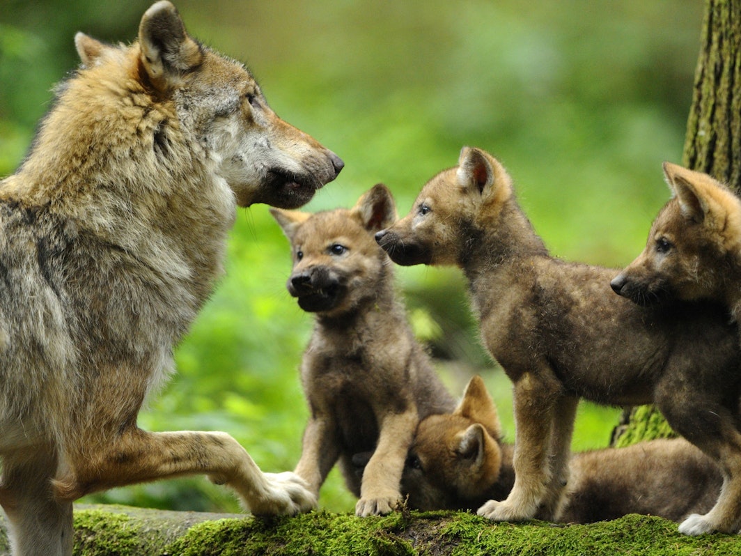 Jungwölfe mit Muttertier im Bayerischen Wald