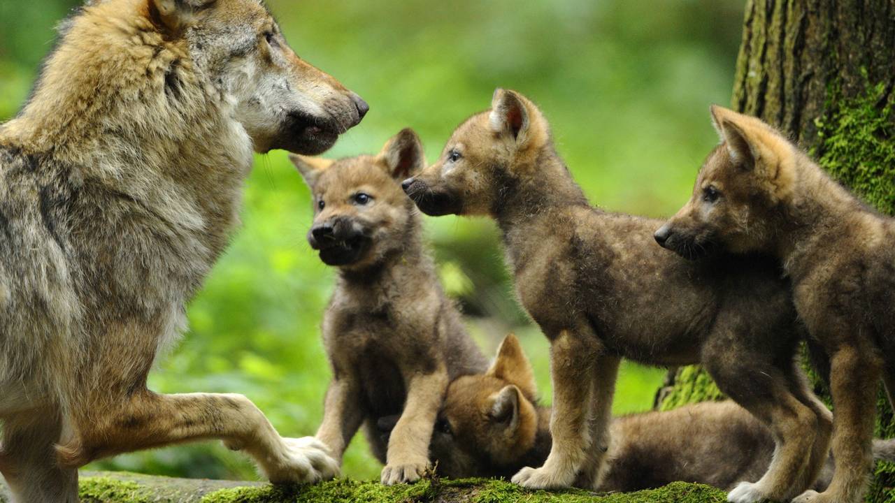 Jungwölfe mit Muttertier im Bayerischen Wald