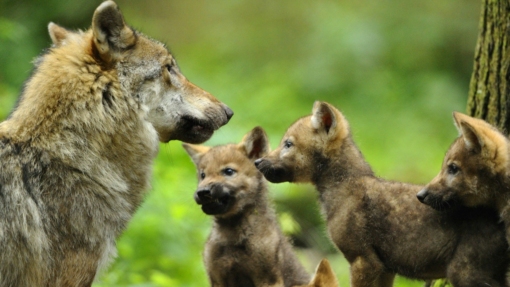 Jungwölfe mit Muttertier im Bayerischen Wald