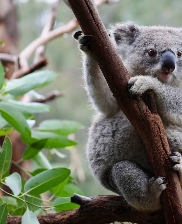 Ein Koala, der im Mongo Valley Wildlife Sanctuary wieder ausgewildert werden soll, klettert an einem Ast.