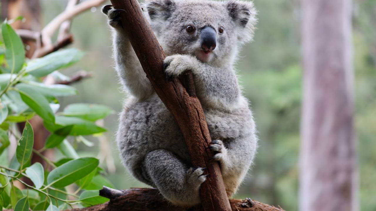 Ein Koala, der im Mongo Valley Wildlife Sanctuary wieder ausgewildert werden soll, klettert an einem Ast.
