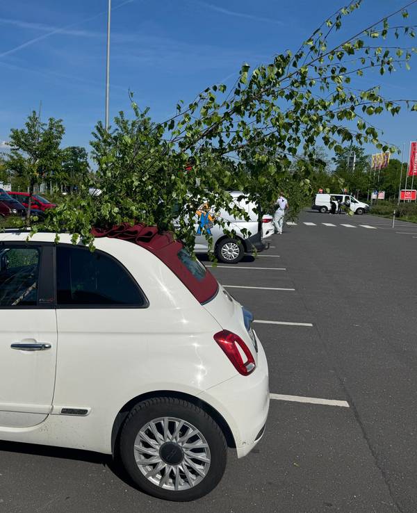 Ein Maibaum ragt aus einem Auto.