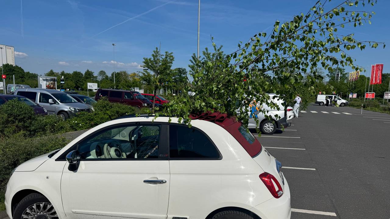 Ein Maibaum ragt aus einem Auto.