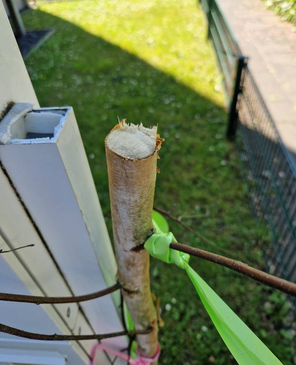 Ein abgesägter Baum steht an einem Haus.