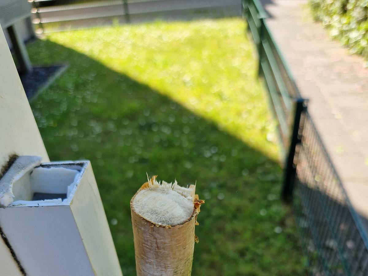 Ein abgesägter Baum steht an einem Haus.