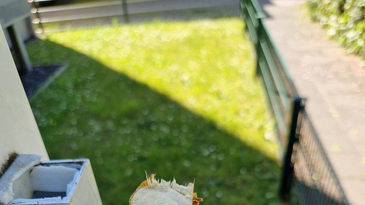 Ein abgesägter Baum steht an einem Haus.