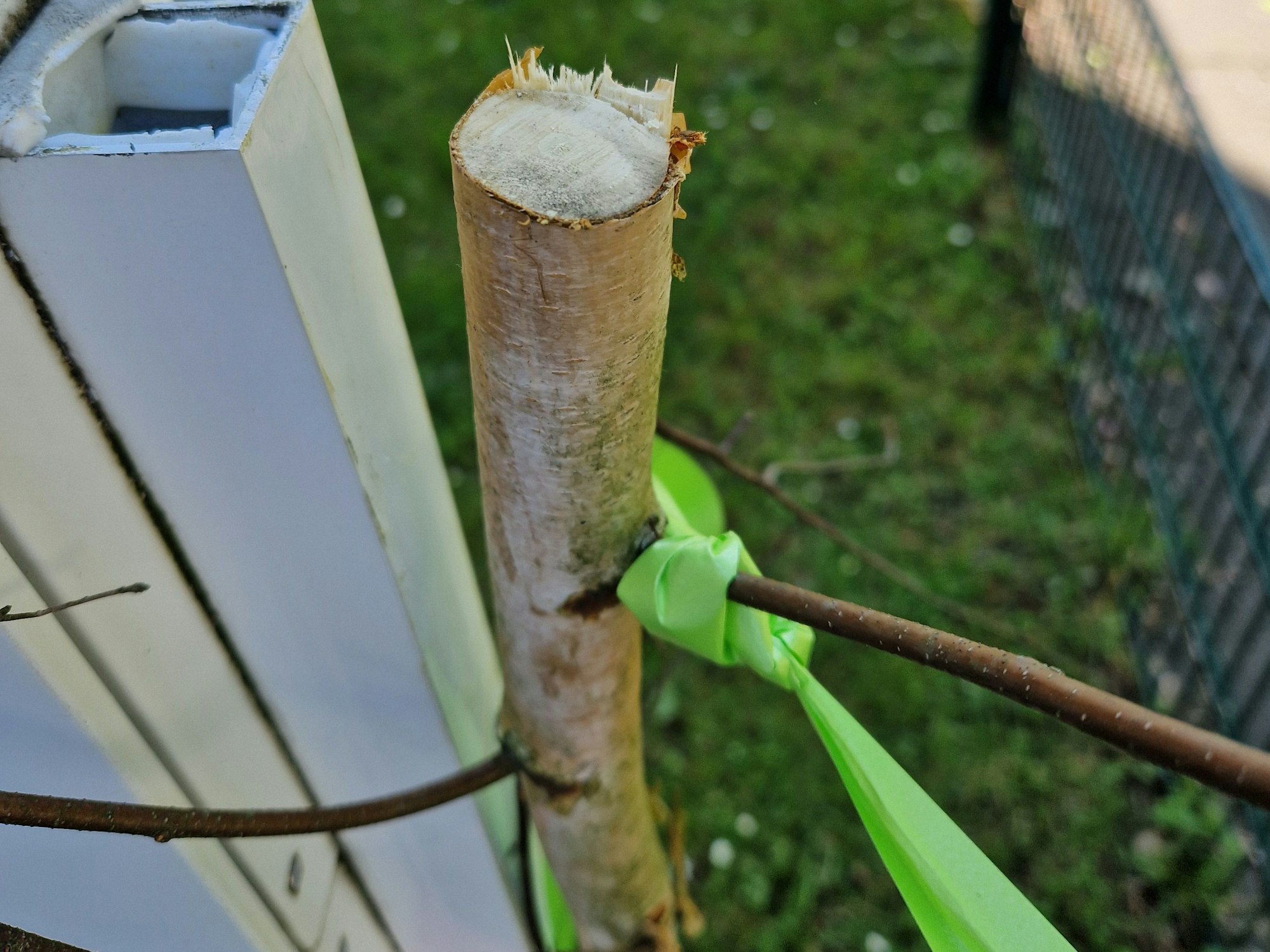 Ein abgesägter Baum steht an einem Haus.