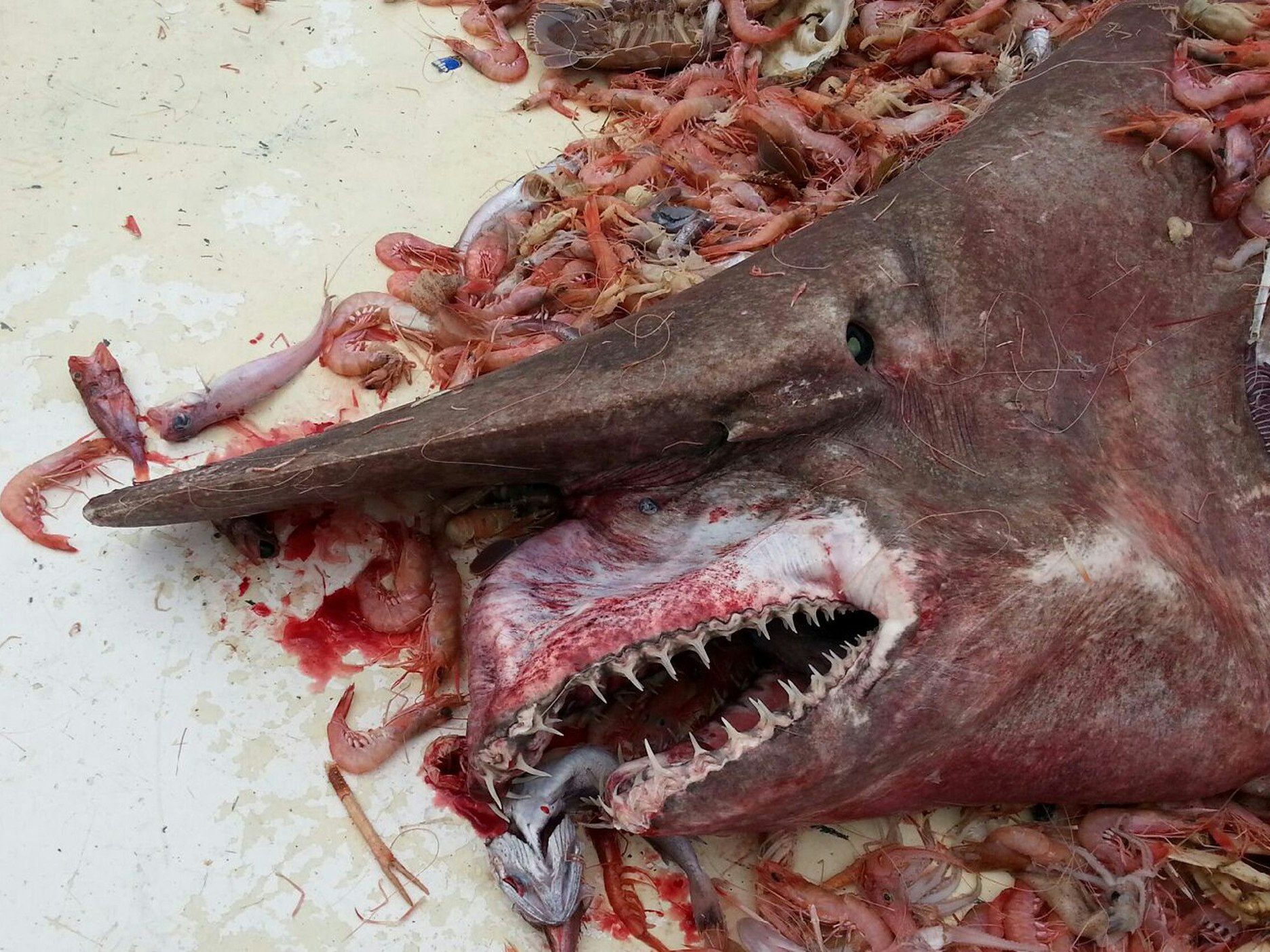 Ein extrem seltener Koboldhai 2014 auf dem Deck eines Krabbenkutters im Golf von Mexiko. Das Tier lebt in sehr großen Tiefen.