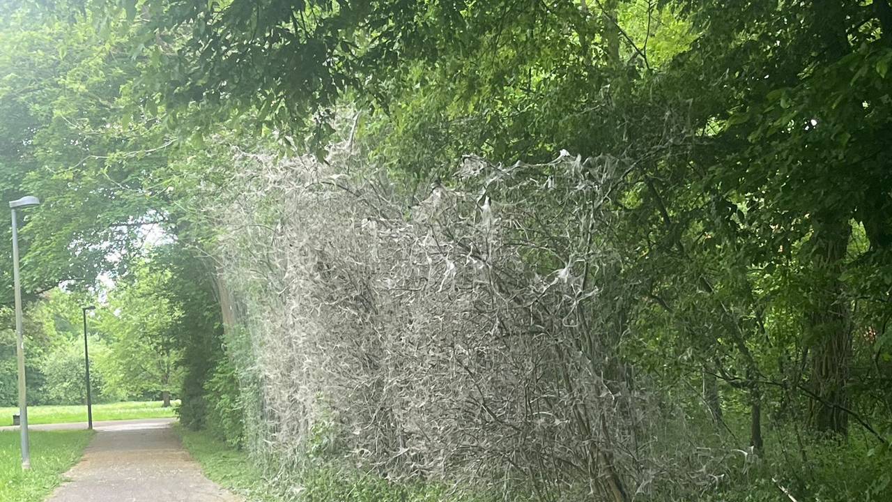 Blick auf einen Gehweg in einem Park.