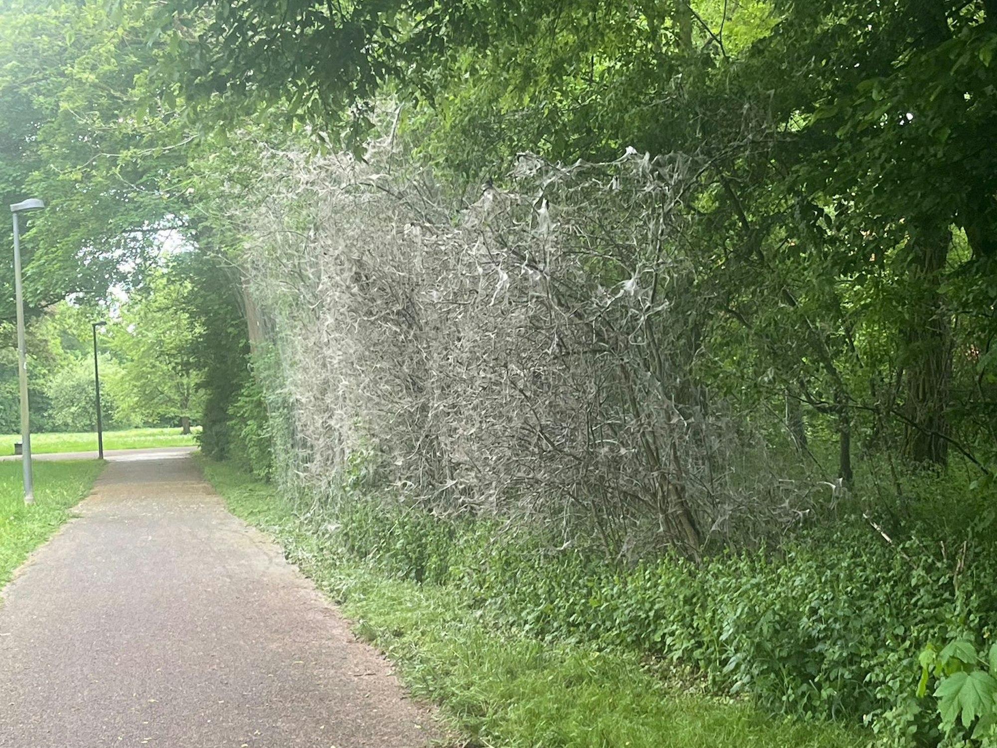 Blick auf einen Gehweg in einem Park.