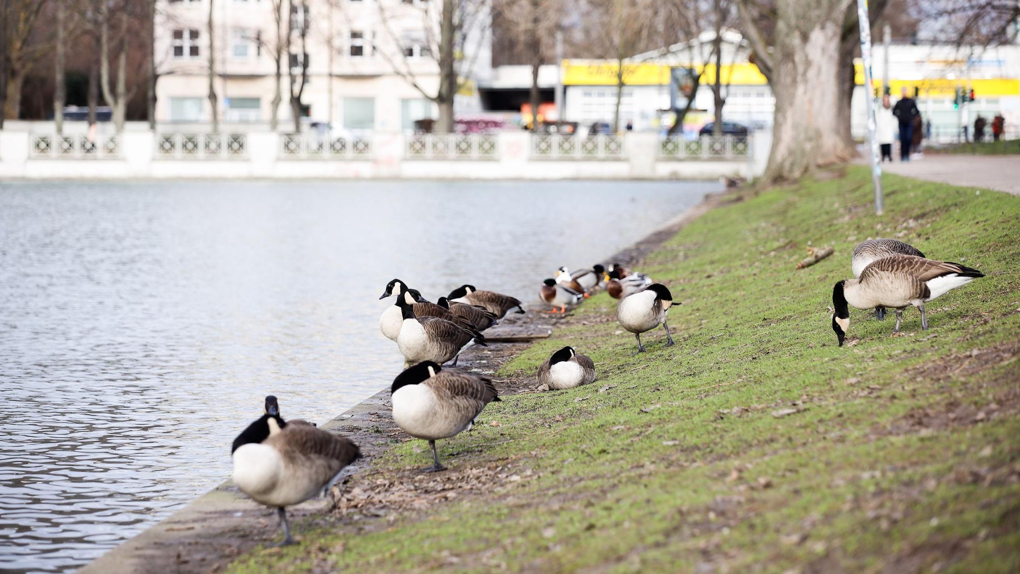 Auch am Aachener Weiher in Köln gibt es viele Kanadagänse.