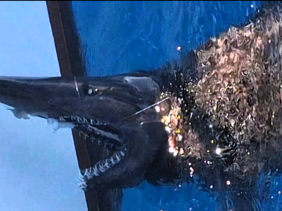 Mysteriöser Koboldhai vor Gran Canaria aufgetaucht.