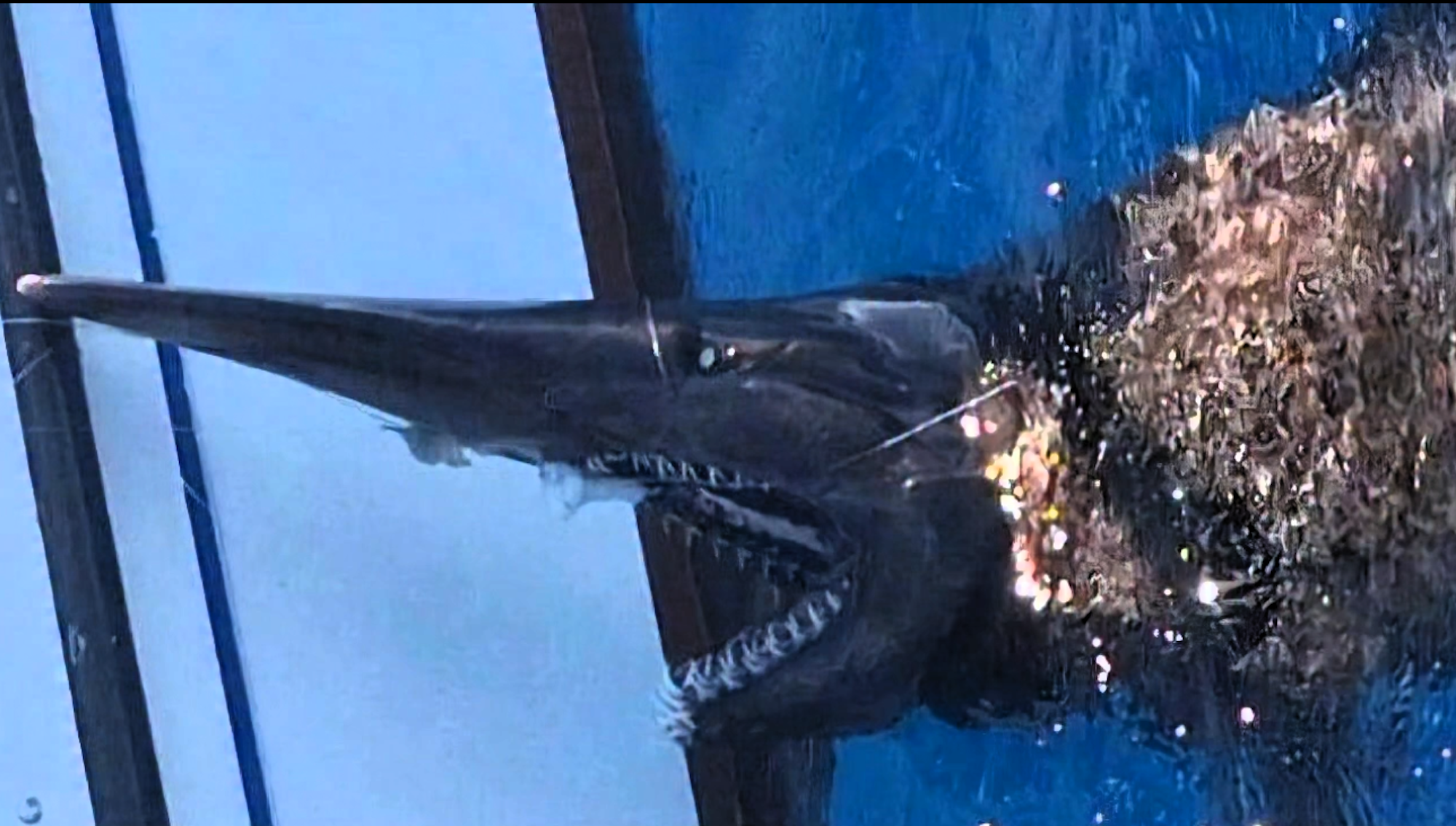 Mysteriöser Koboldhai vor Gran Canaria aufgetaucht.