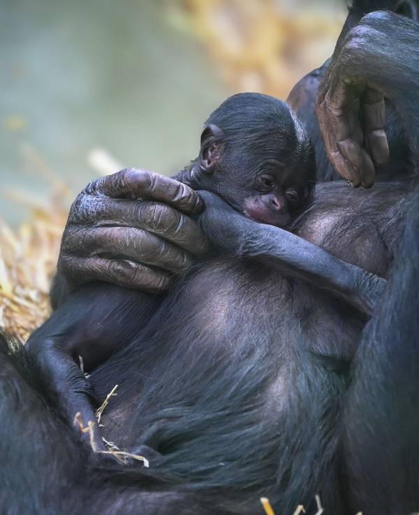 Bonobo-Baby „Milumbe“ im Arm der Mutter „Malaika“