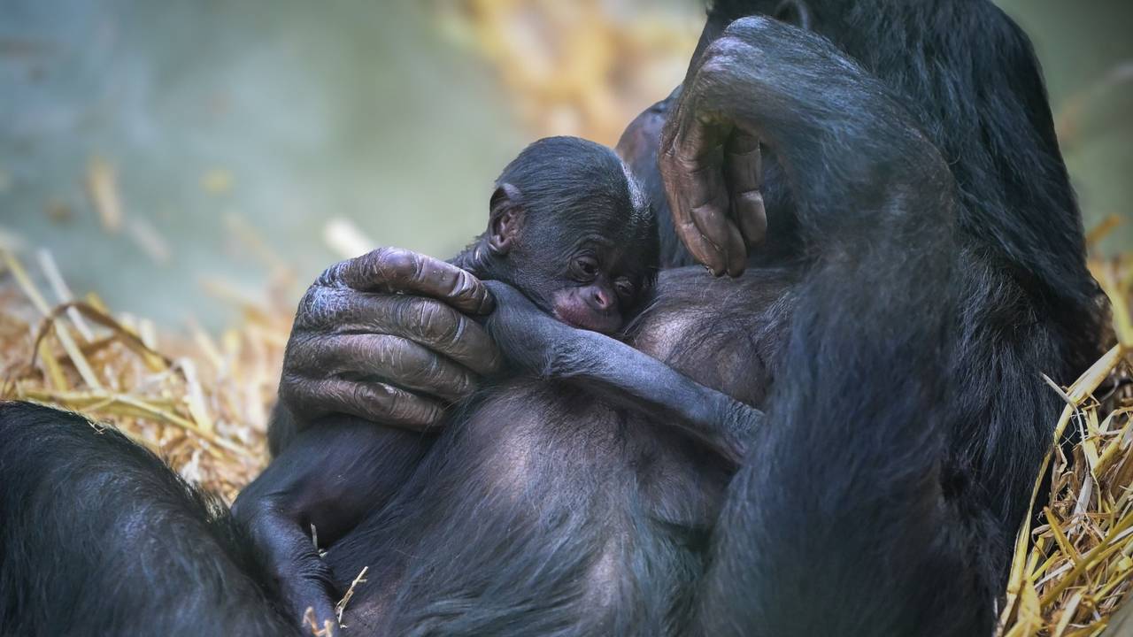 Bonobo-Baby „Milumbe“ im Arm der Mutter „Malaika“