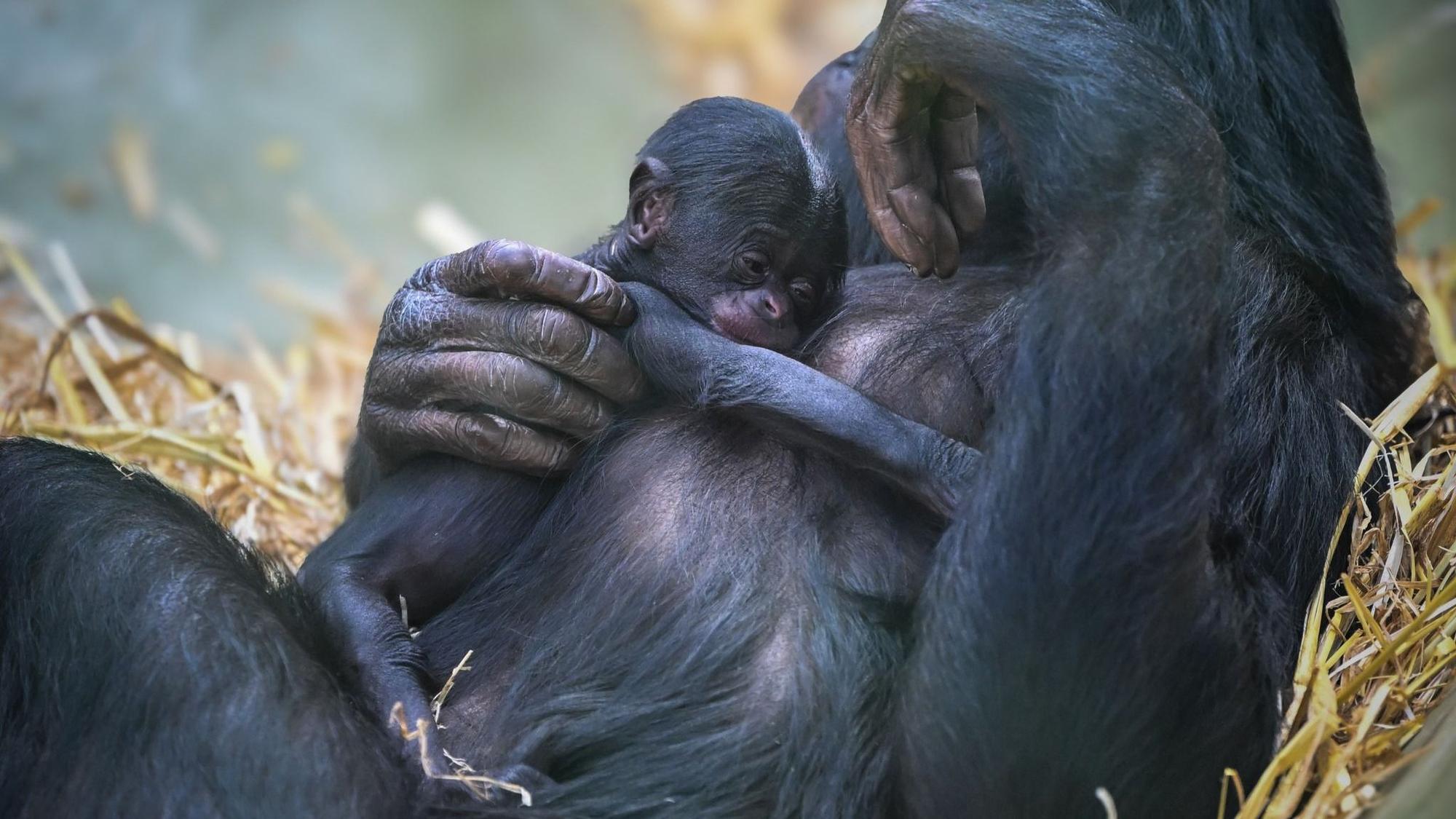 Bonobo-Baby „Milumbe“ im Arm der Mutter „Malaika“