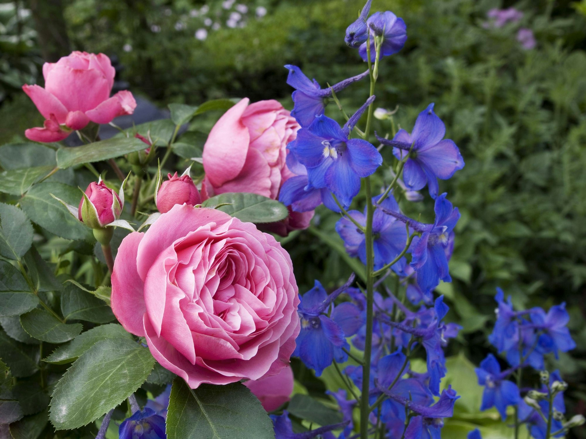 Rittersporn Delphinium Piccolo und Rose Léonardo da Vinci