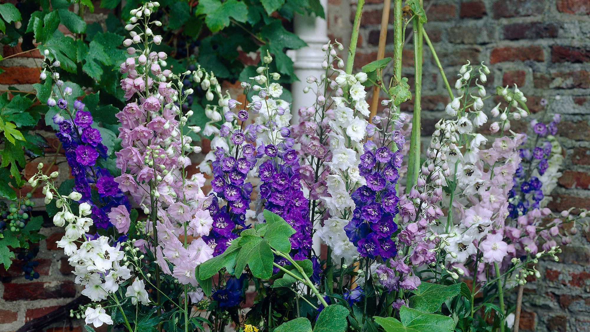 Der Rittersporn ist ein Hingucker - er blüht im Juni.