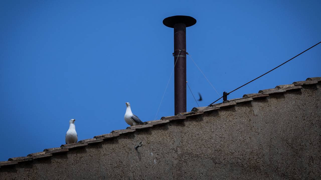 Zwei Möwen sitzen neben dem Schornstein der Sixtinischen Kapelle.