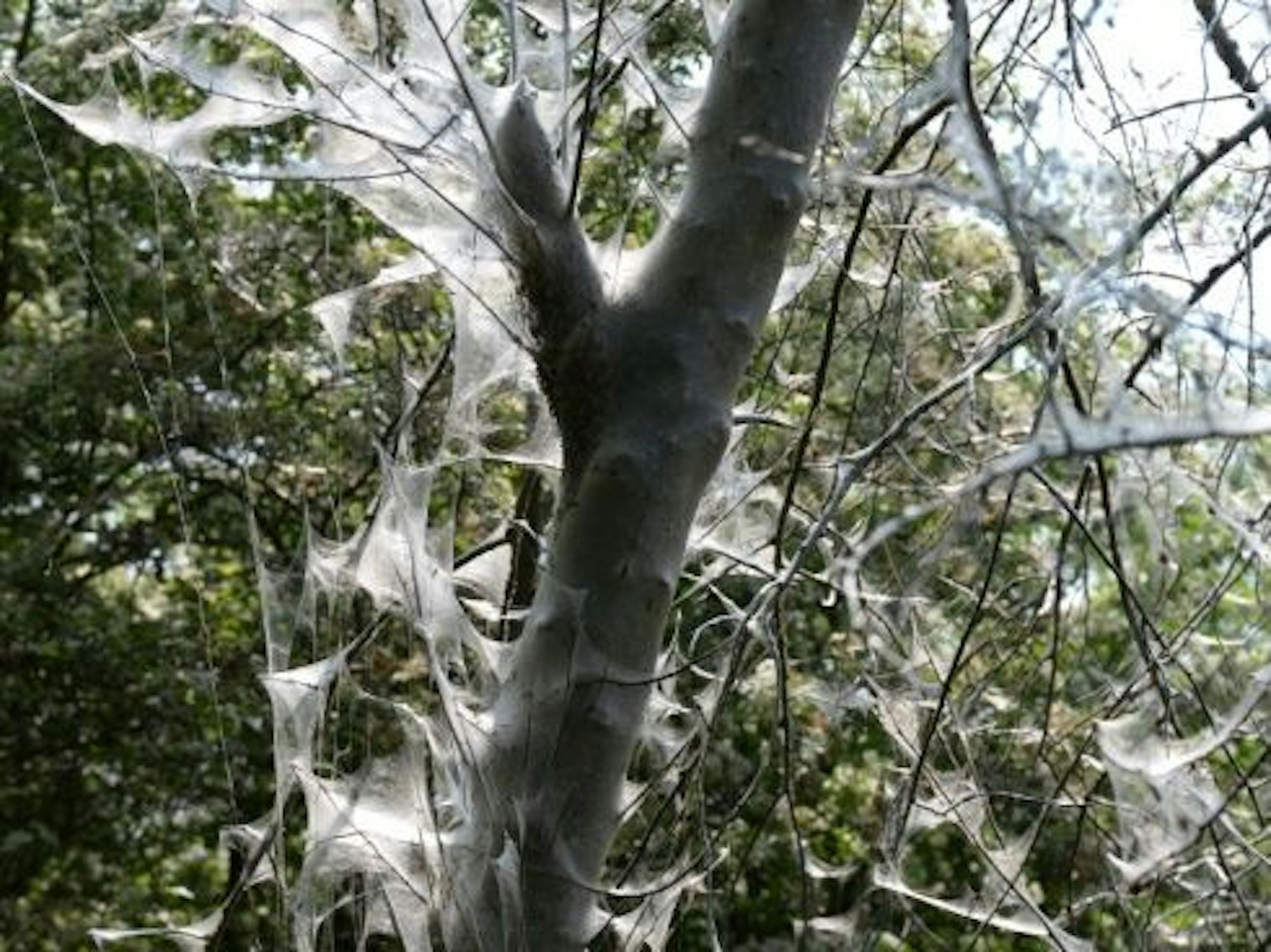 Ungefährlicher Befall mit der Gespinstmotte