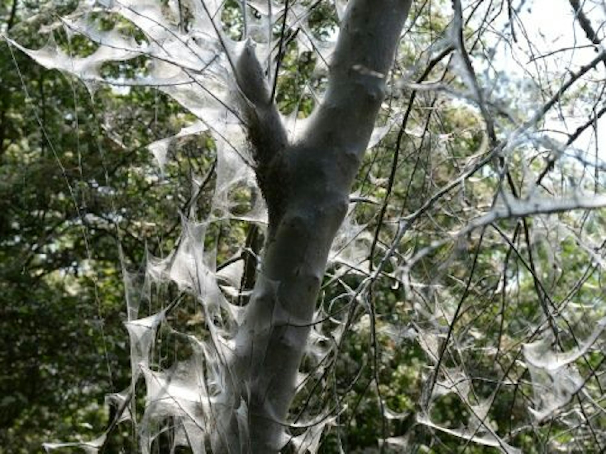 Ungefährlicher Befall mit der Gespinstmotte