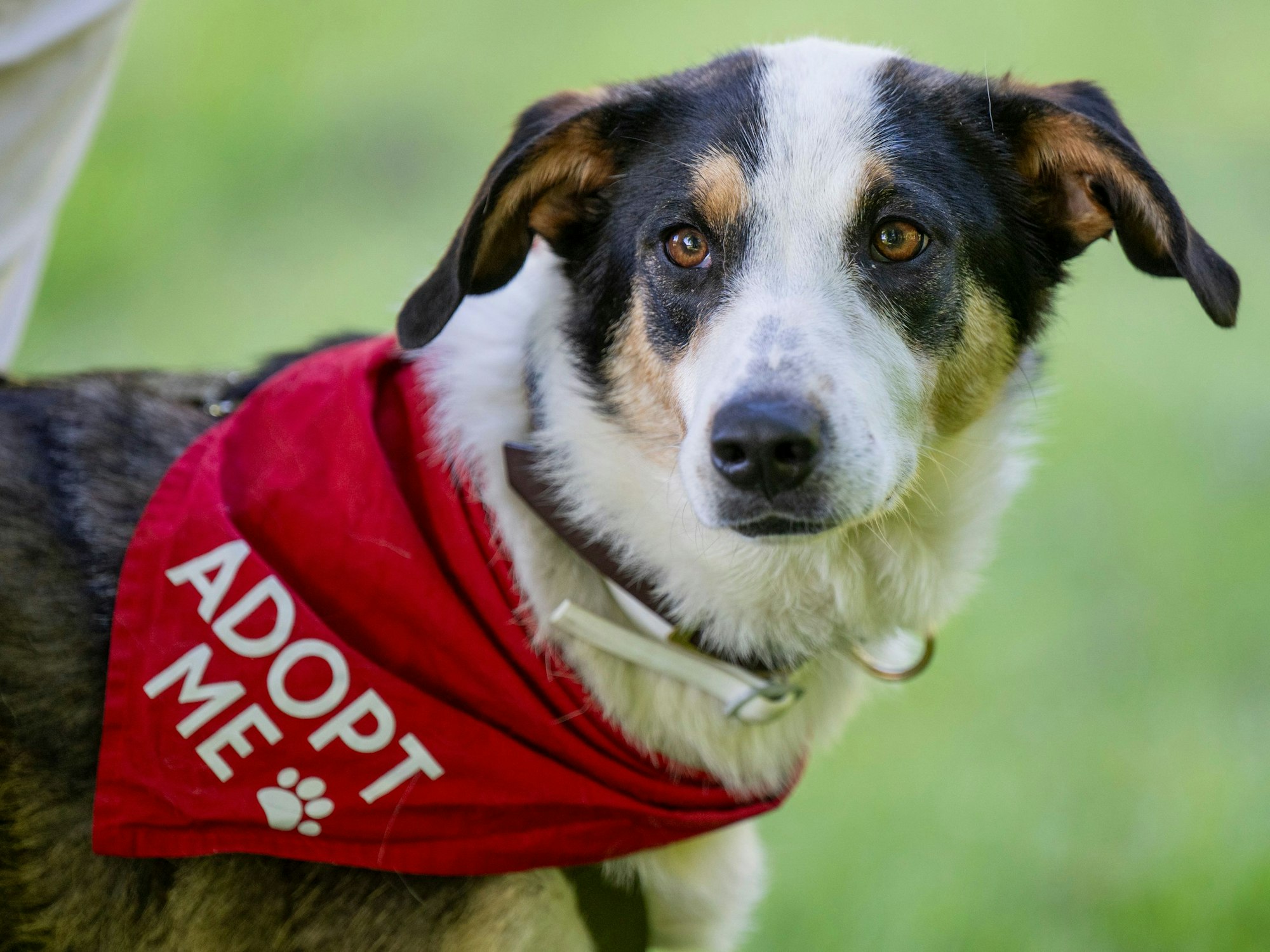 Ein Hund trägt ein „Adopt me“-Halstuch.