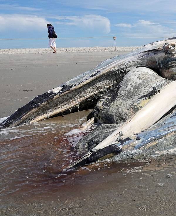 Ein verendeter Buckelwal liegt am Strand von Sankt Peter-Ording.