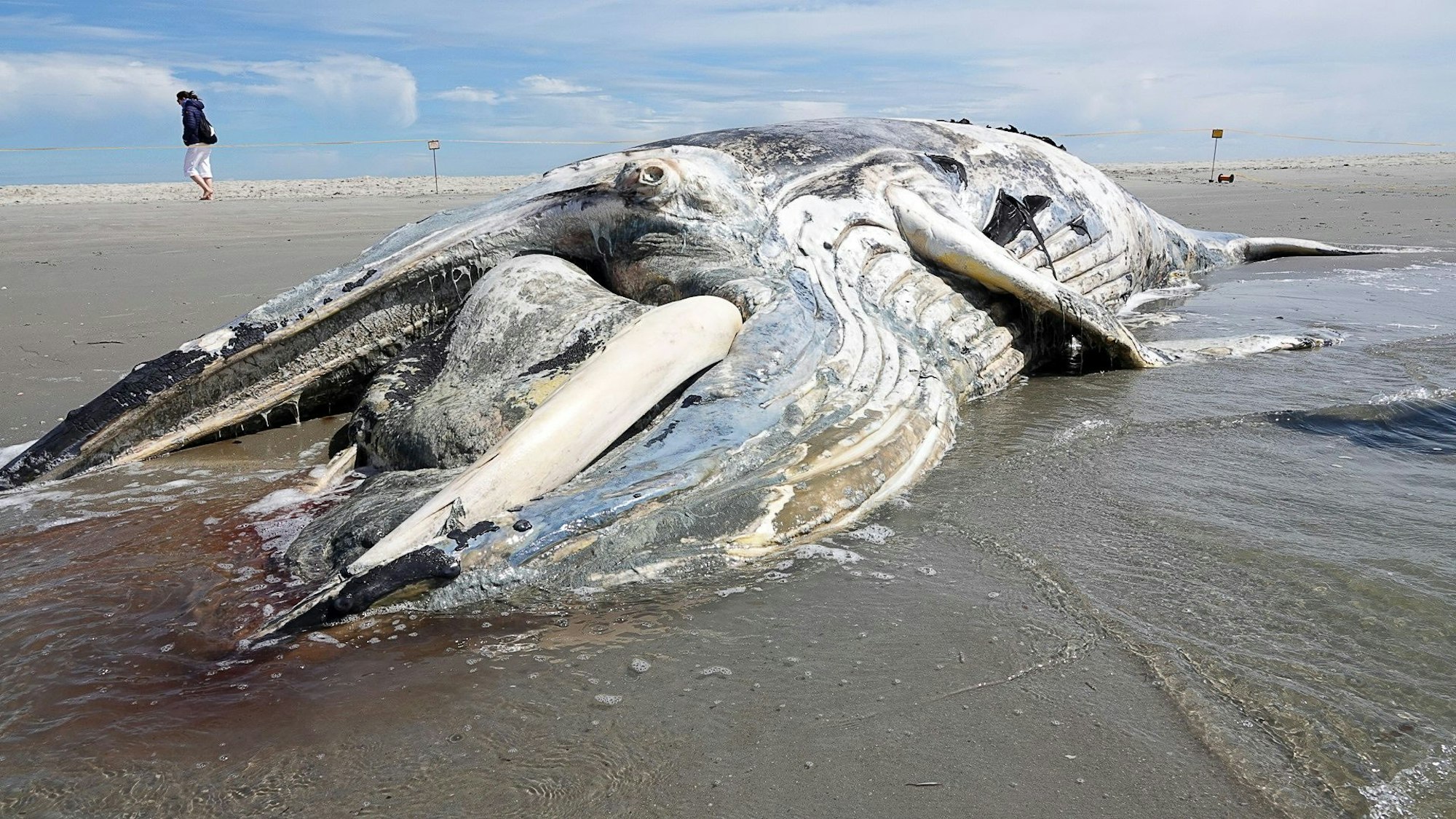 Ein verendeter Buckelwal liegt am Strand von Sankt Peter-Ording.