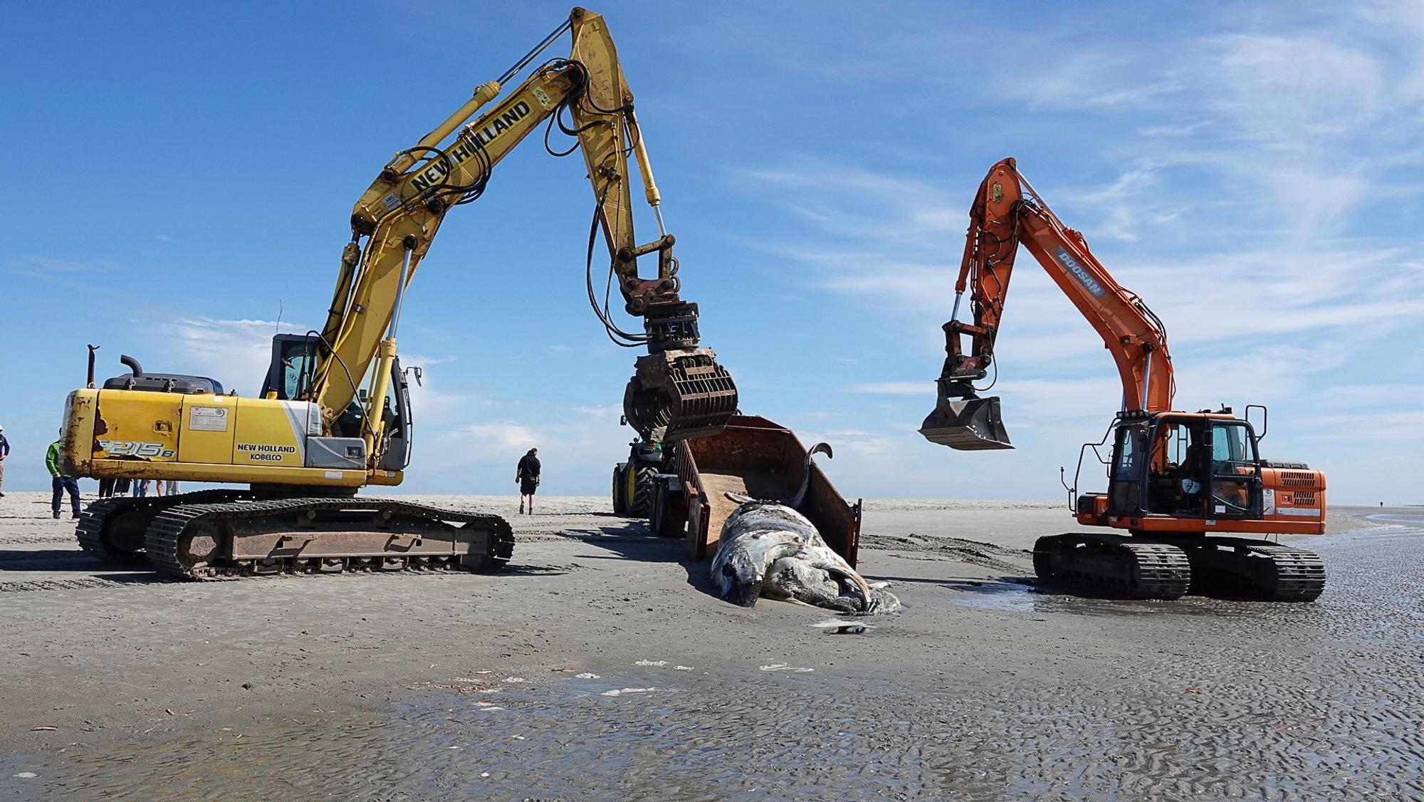 Dieses vom Landesbetrieb für Küstenschutz, Nationalpark und Meeresschutz Schleswig-Holstein (LKN.SH) zur Verfügung gestellte Foto zeigt einen verendeten Buckelwal während der Bergung am Strand von Sankt Peter-Ording.
