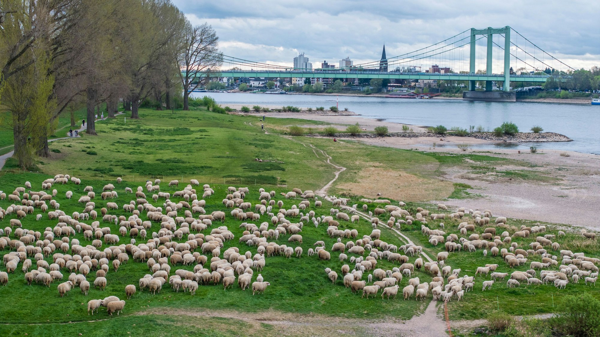 Eine Schafherde weidet am 13. April 2025 auf den Poller Wiesen (Symbolfoto).