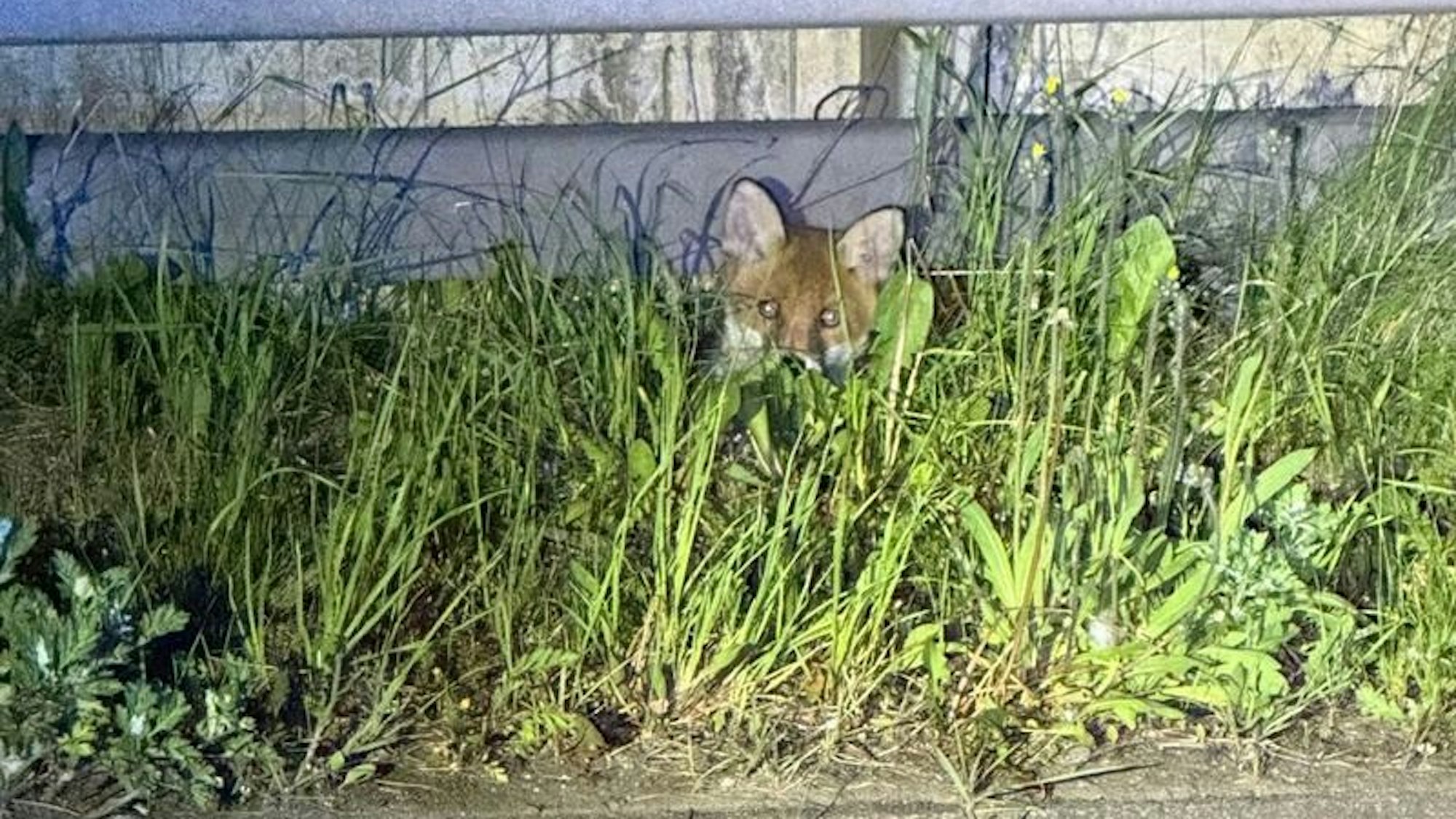 Ein geretteter Fuchswelpe an der Mittelleitplanke der Hüttentalstraße in Siegen