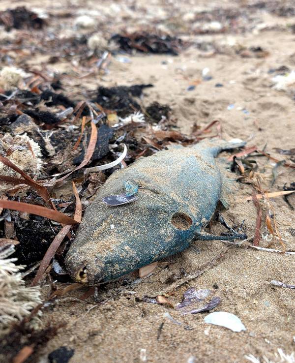 Ein toter Fisch am Strand in Australien. Schuld ist die Alge Karenia mikimotoi.