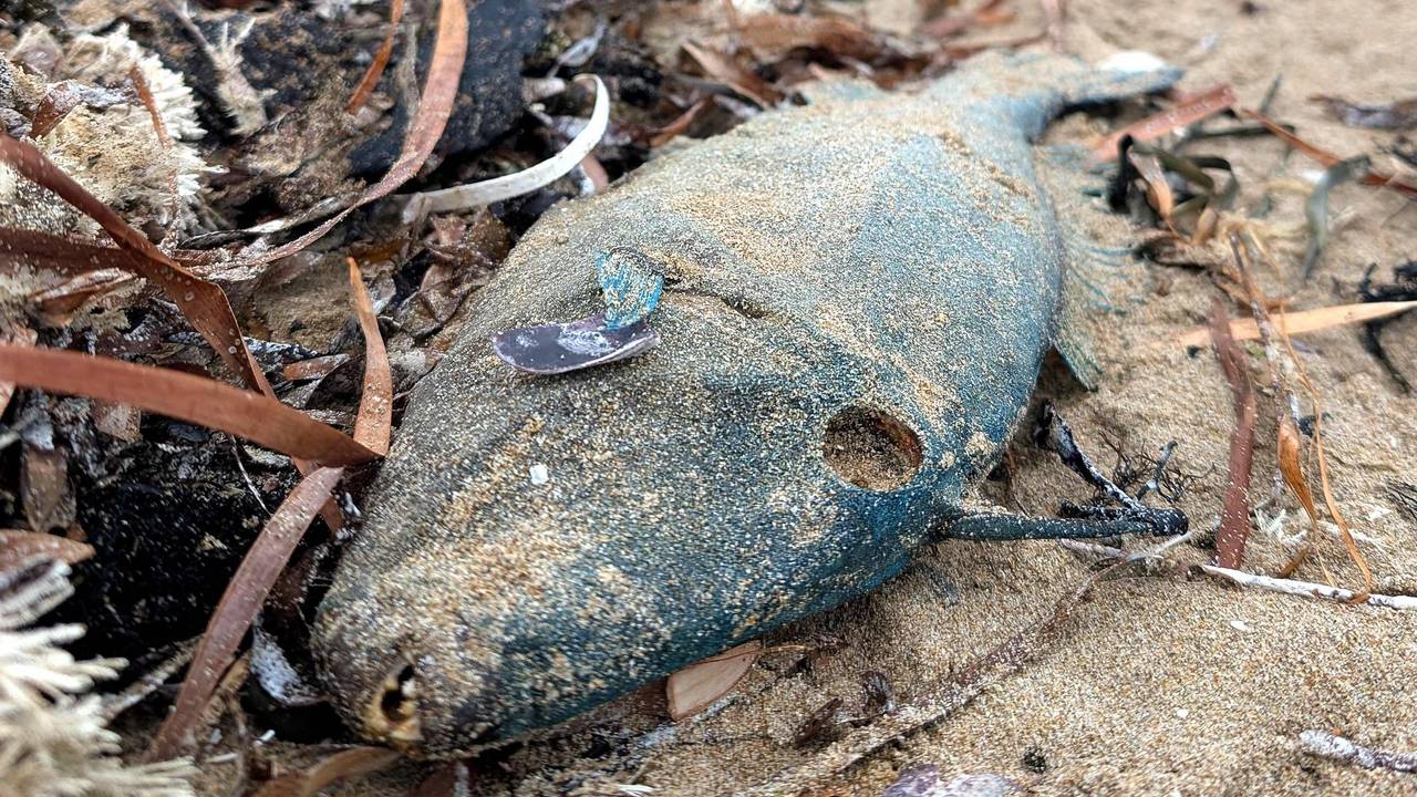 Ein toter Fisch am Strand in Australien. Schuld ist die Alge Karenia mikimotoi.