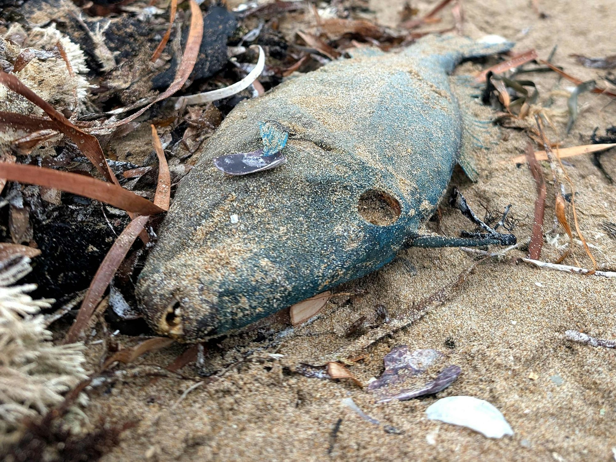 Ein toter Fisch am Strand in Australien. Schuld ist die Alge Karenia mikimotoi.