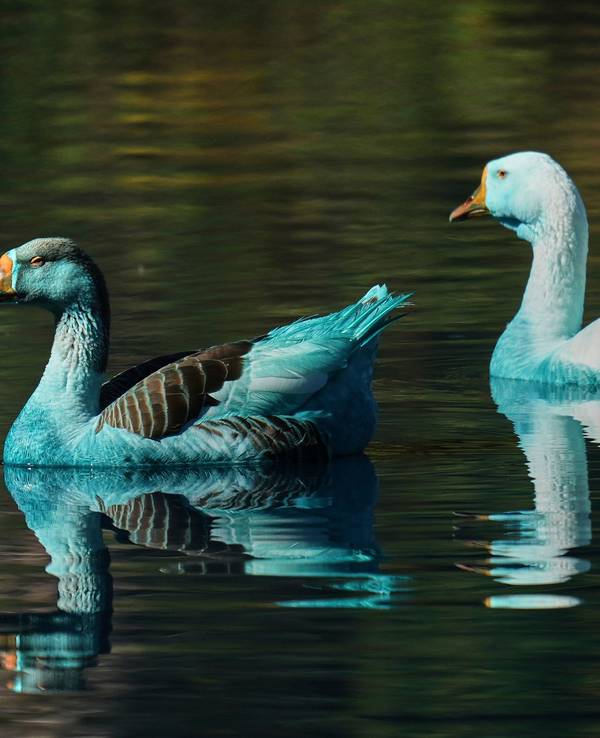 Blau gefärbte Enten schwimmen im Fluss Tulipas. Der Fluss wurde wegen des Unfalls eines Lastwagens, der mit chemischer Farbe beladen war, blau gefärbt. Nun gab es erneut einen Chemieunfall.