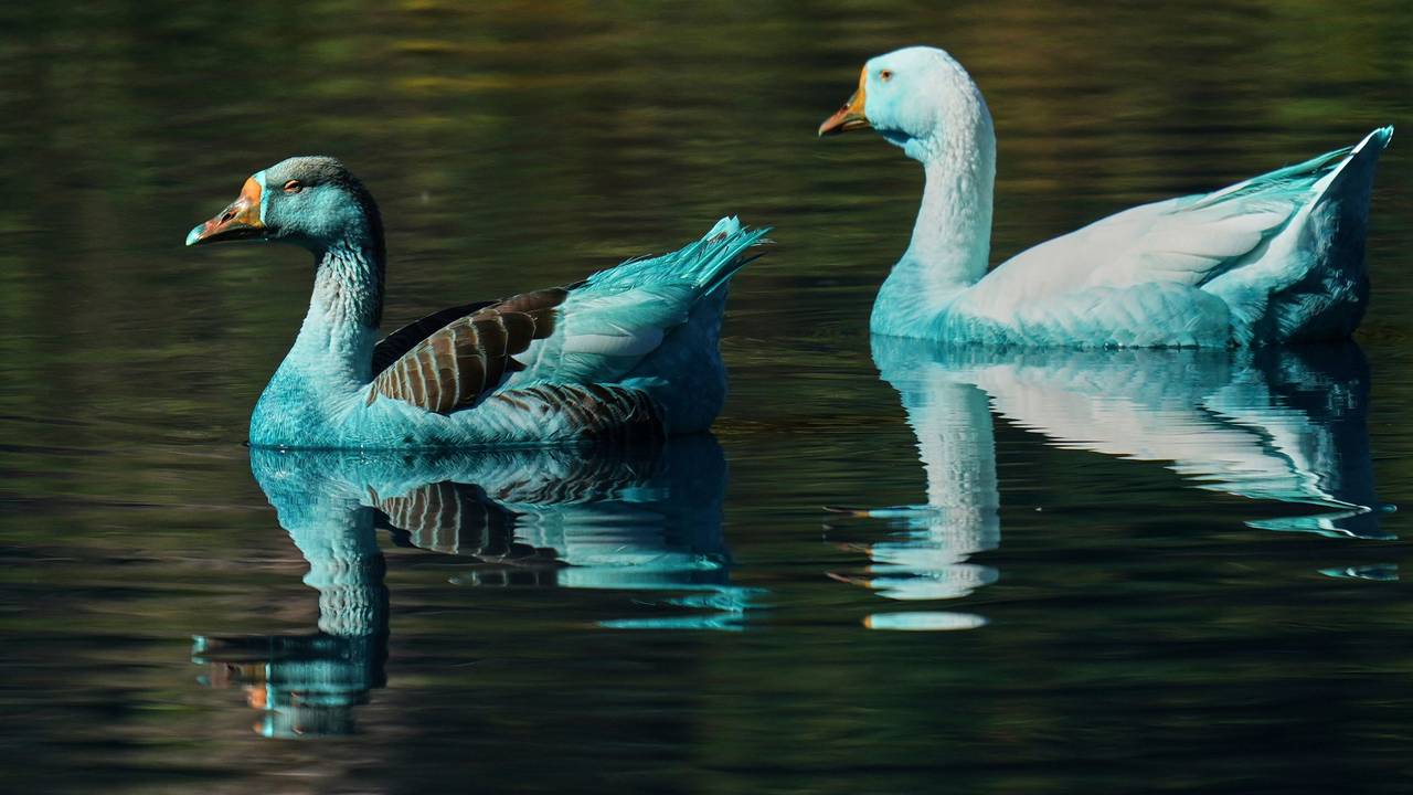 Blau gefärbte Enten schwimmen im Fluss Tulipas. Der Fluss wurde wegen des Unfalls eines Lastwagens, der mit chemischer Farbe beladen war, blau gefärbt. Nun gab es erneut einen Chemieunfall.