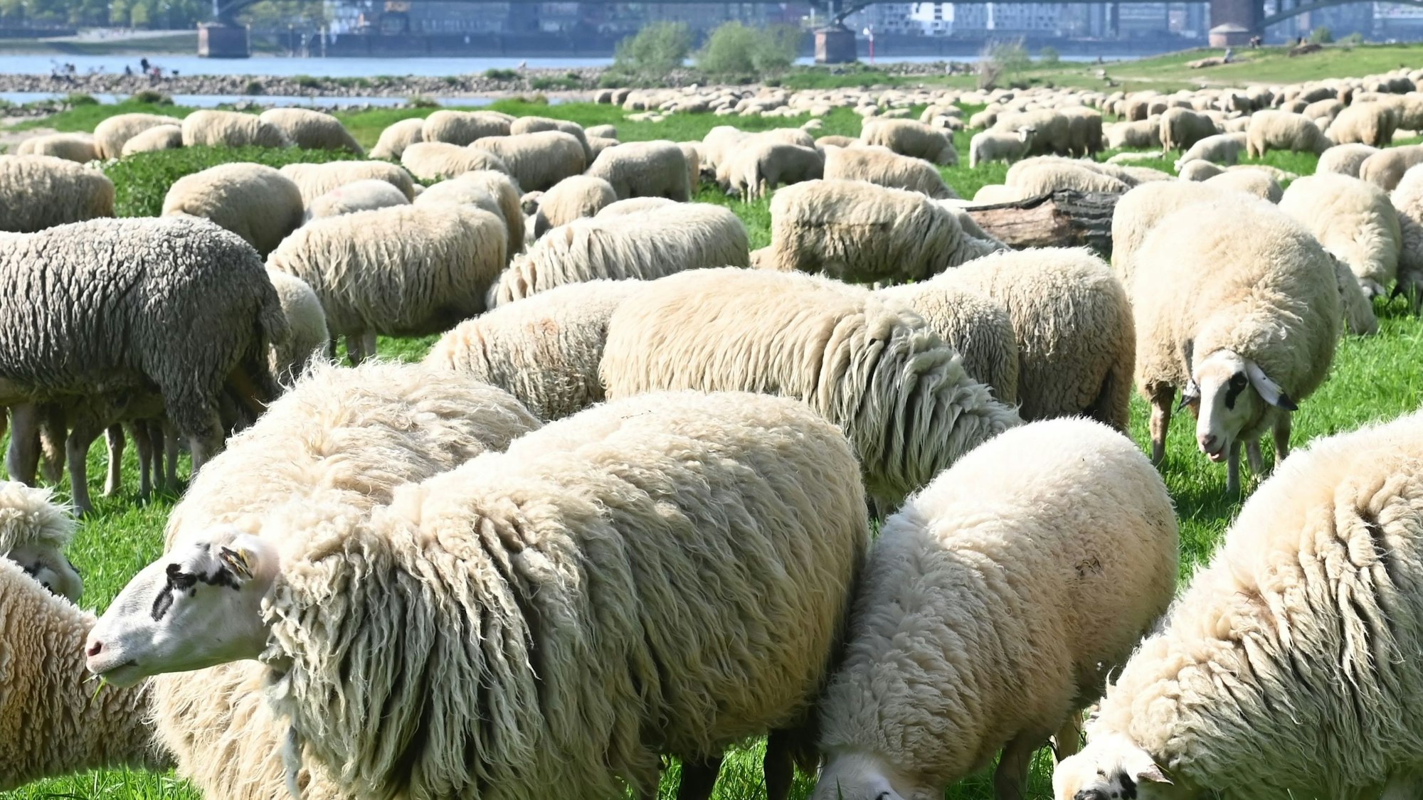 Eine Schafherde grast auf den Poller Wiesen (Symbolfoto). Am Rhein in Niehl kam es jetzt zu einem tragischen Zwischenfall mit einem Hund.