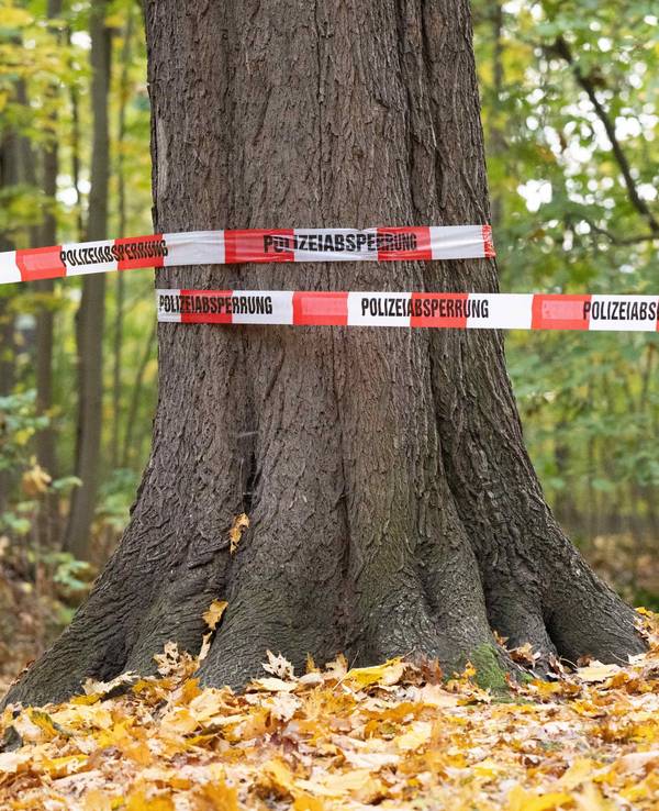 In einem Wald in der Westlausitz liegt eine Tote (Symbolbild).