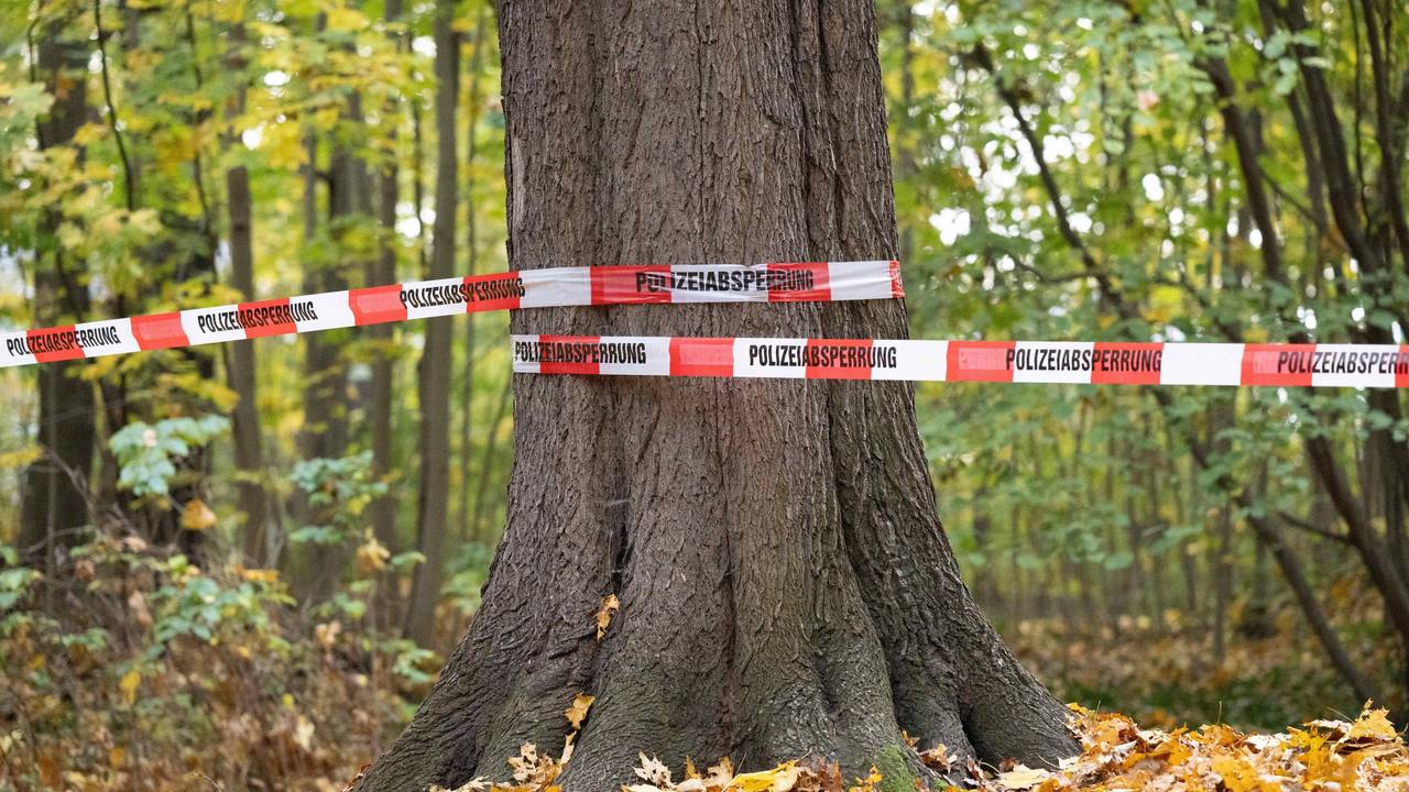 In einem Wald in der Westlausitz liegt eine Tote (Symbolbild).