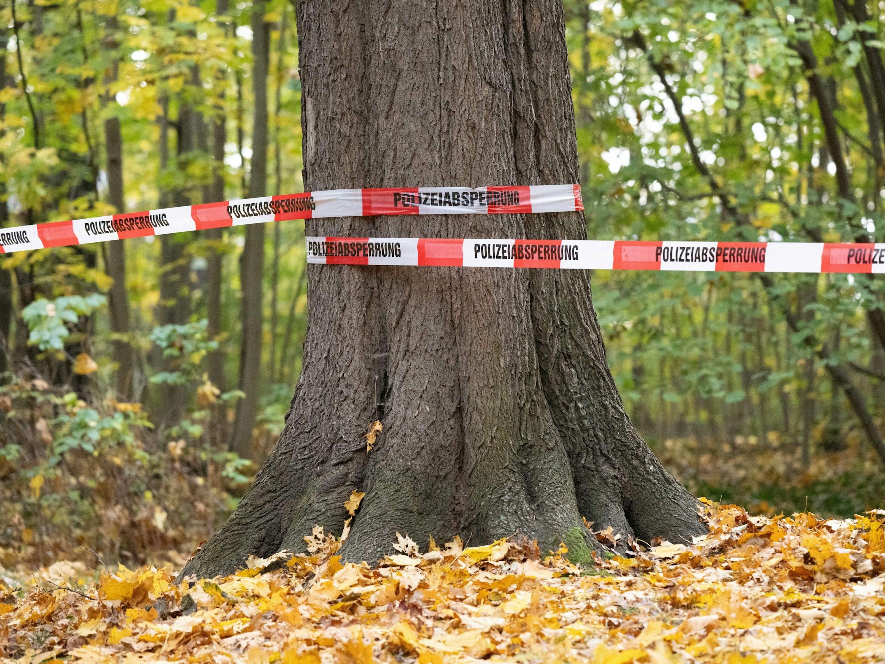 In einem Wald in der Westlausitz liegt eine Tote (Symbolbild).