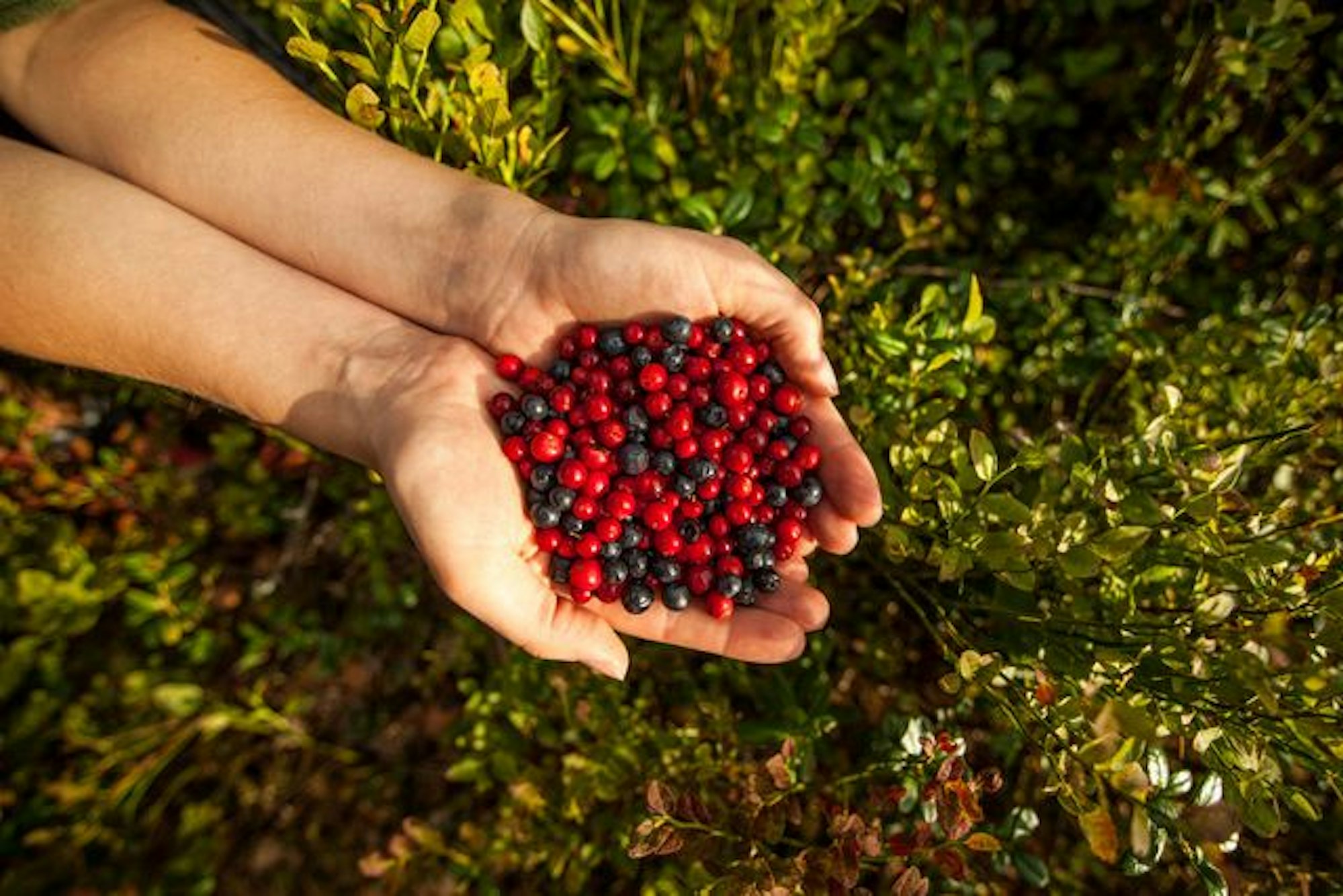 Zwei Hände halten rote und blaue Beeren fest.