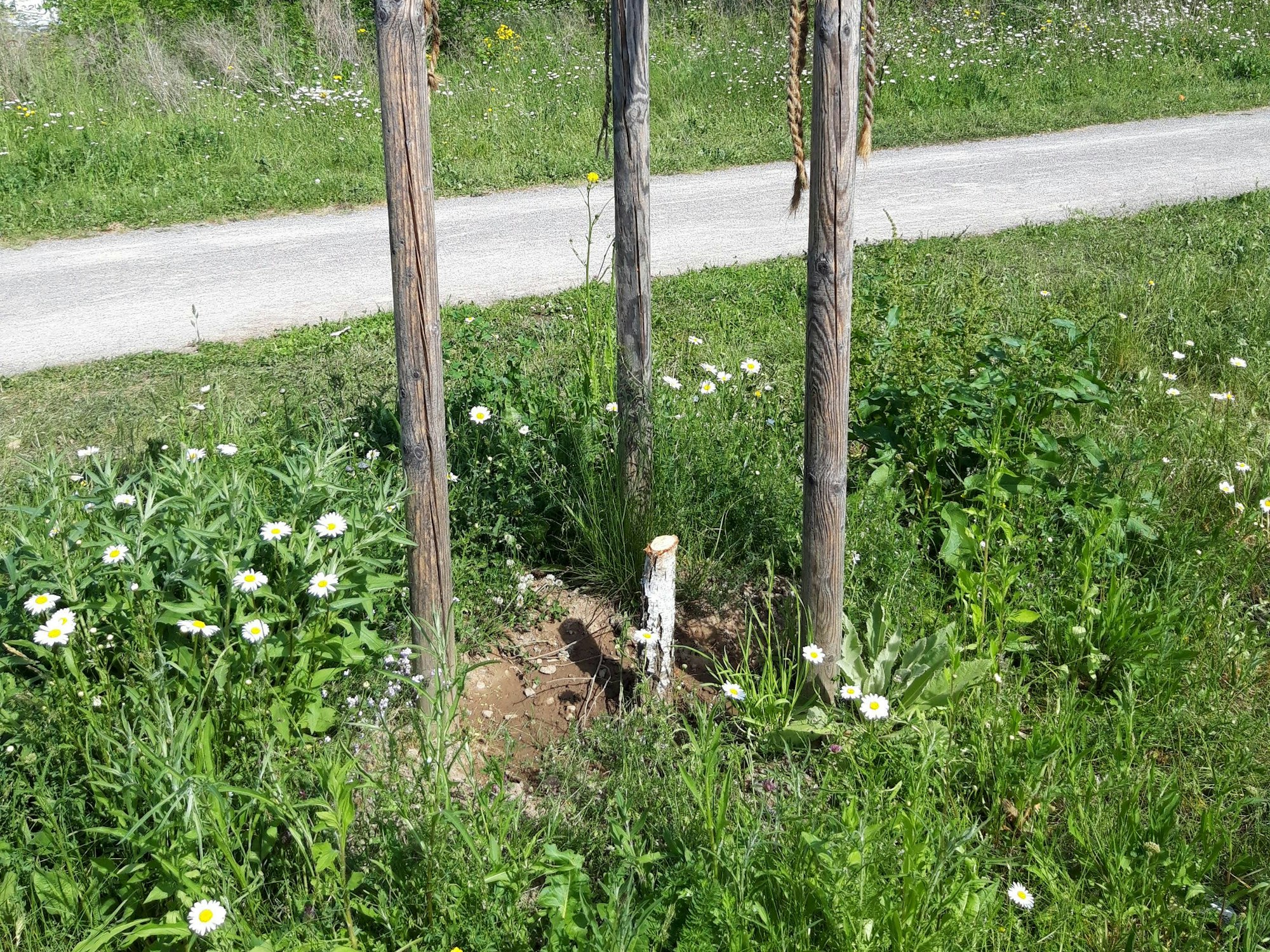 Ein Baum ist abgesägt worden, von dem dünnen Stamm stehen nur noch wenige Zentimeter.