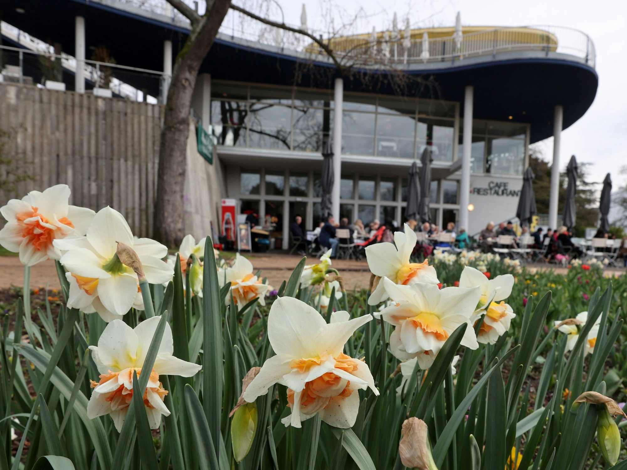 Das Kölner Rheinparkcafé ist in finanzielle Schieflage geraten.